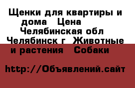 Щенки для квартиры и дома › Цена ­ 100 - Челябинская обл., Челябинск г. Животные и растения » Собаки   